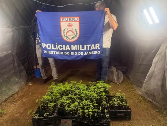 maconha_001 Plantação da droga foi apreendida | Foto: PMERJ